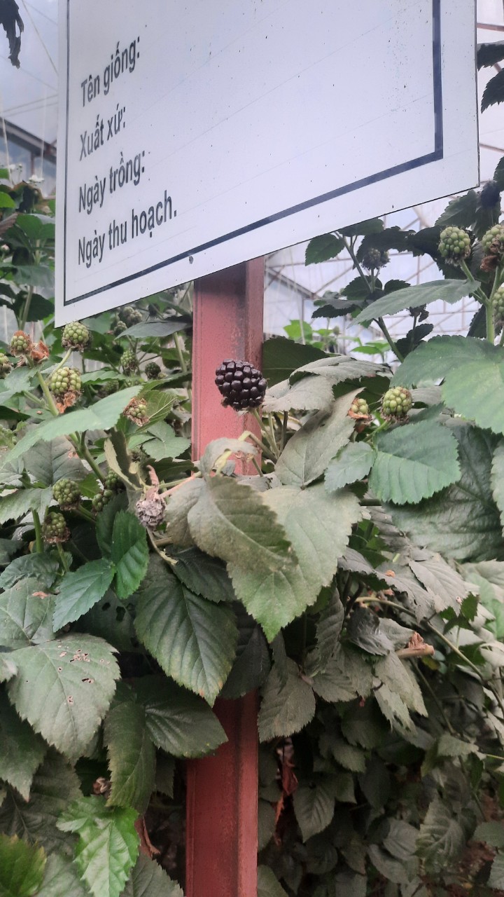 Product Info Image 1